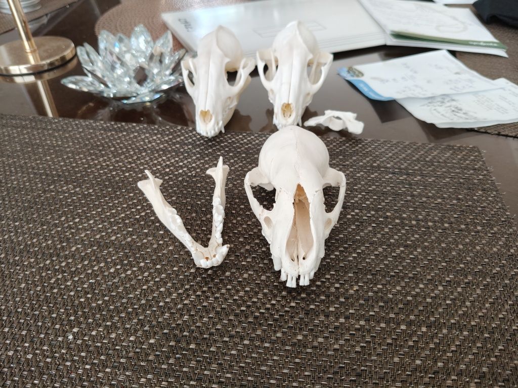 Czaszka Borsuka Taxidermy