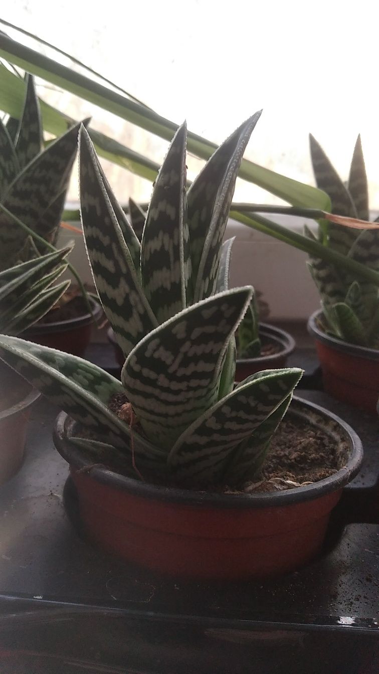 Тигрове алое строкате,сокол не перо, Gonialoe variegata