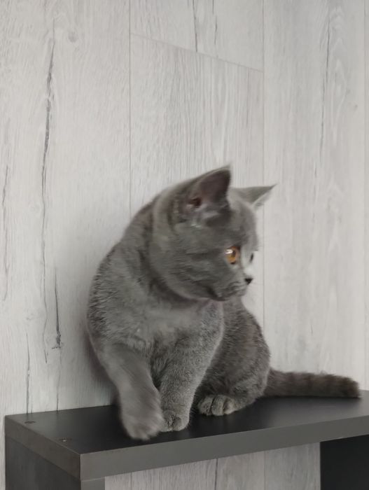 Чистокровна найлагідніша шотландська принцеса Фаїна з ВАКЦИНАЦІЄЮ