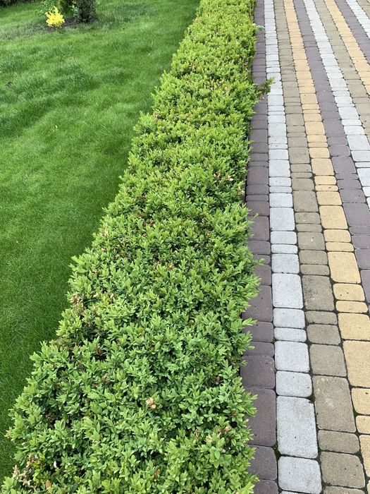 Самшит, шикарні кущі, бардюр відразу