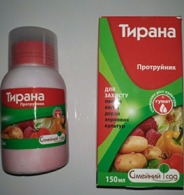 Тирана матадор максим