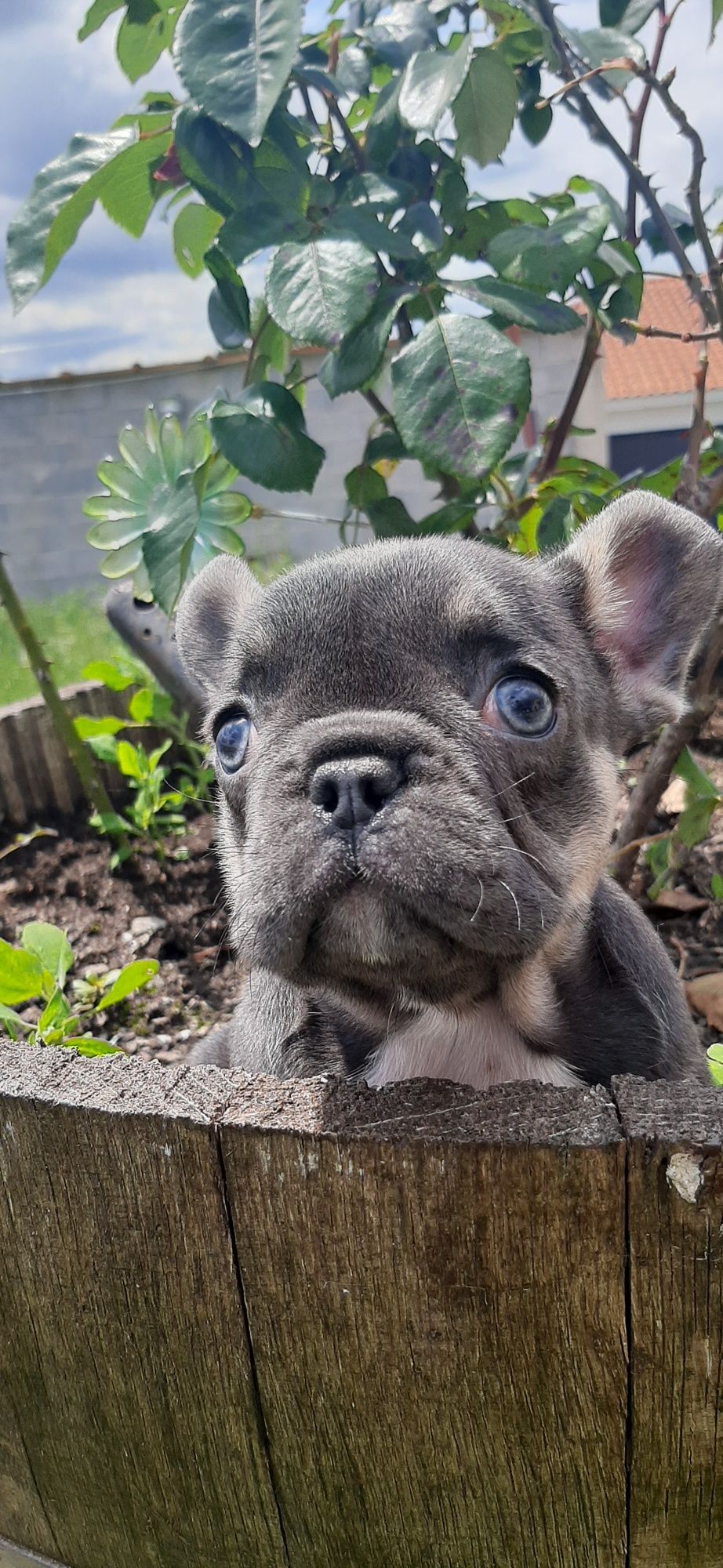 Bulldog Francês fêmea blue  tan