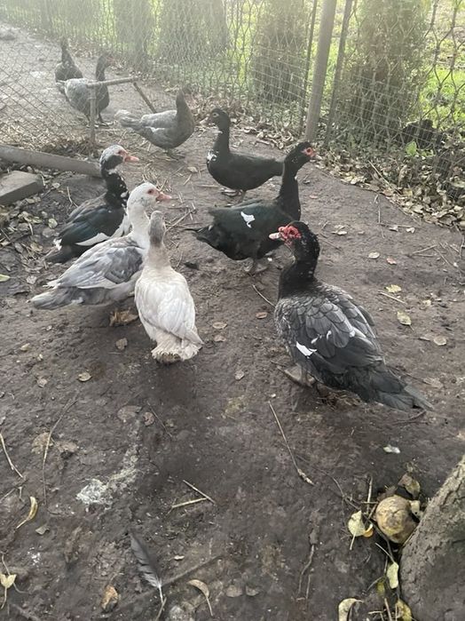 Продам качки шипуни мулати