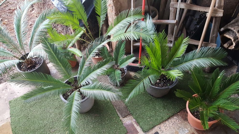 Palmeiras Cica revoluta