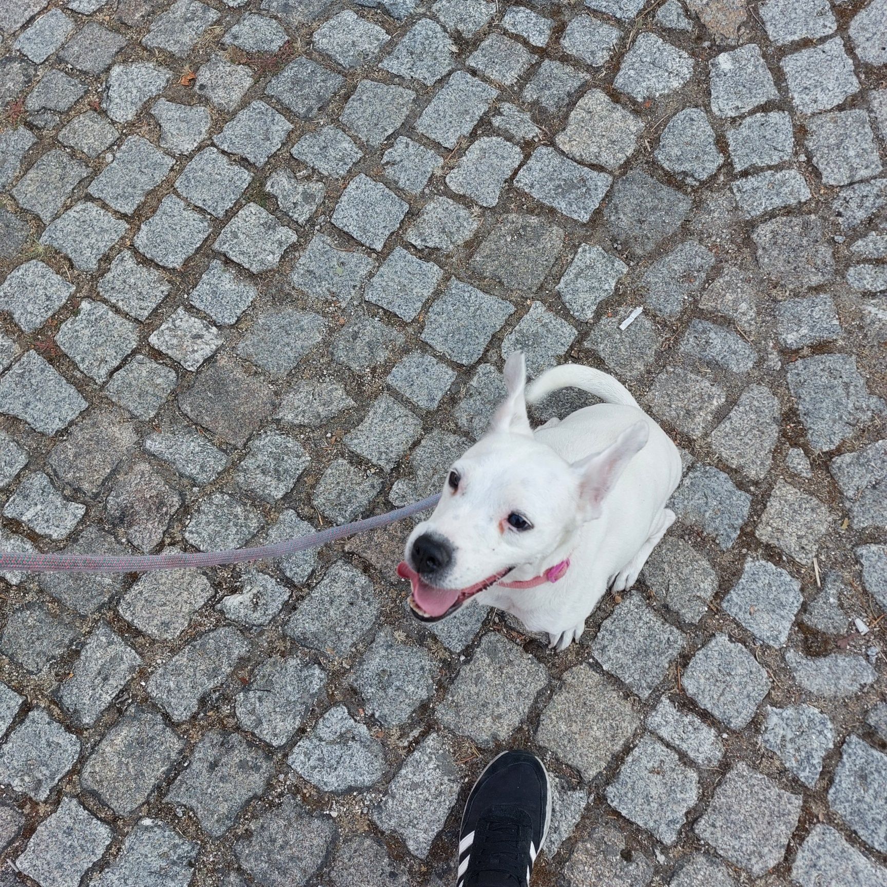 Cadela para adoção