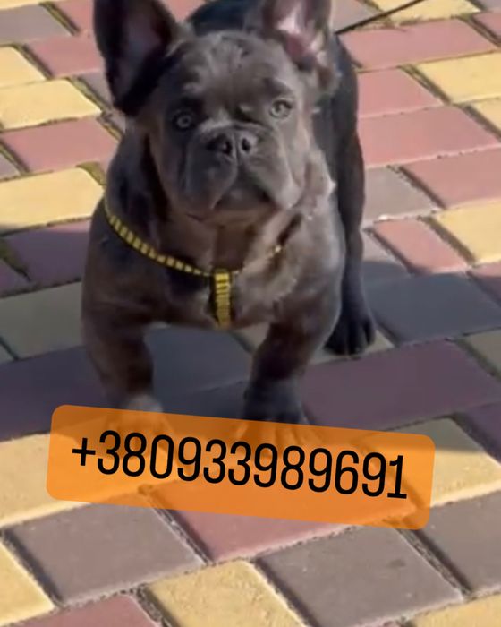 4 мес пушистый французик голубой Флаффи