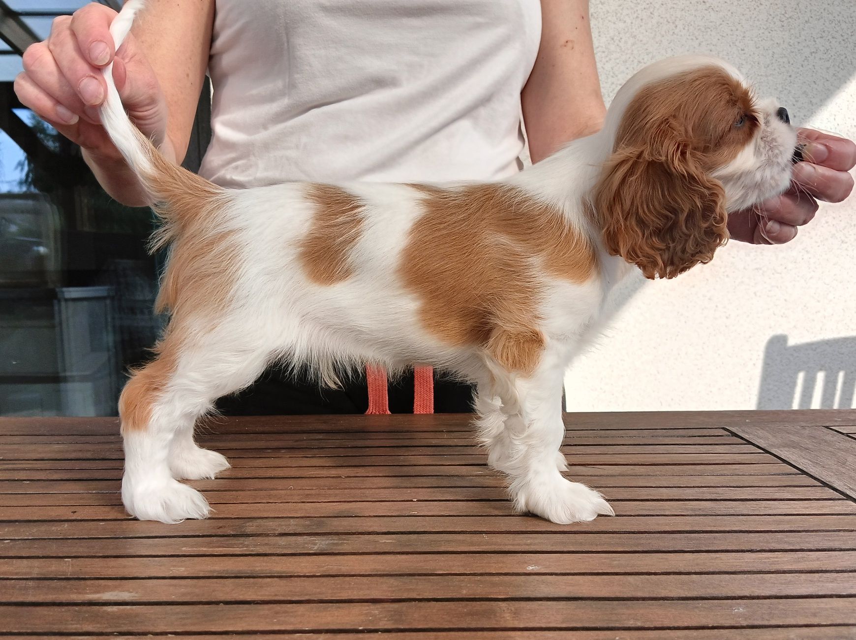 Cavalier King Charles Spaniel ZKwP