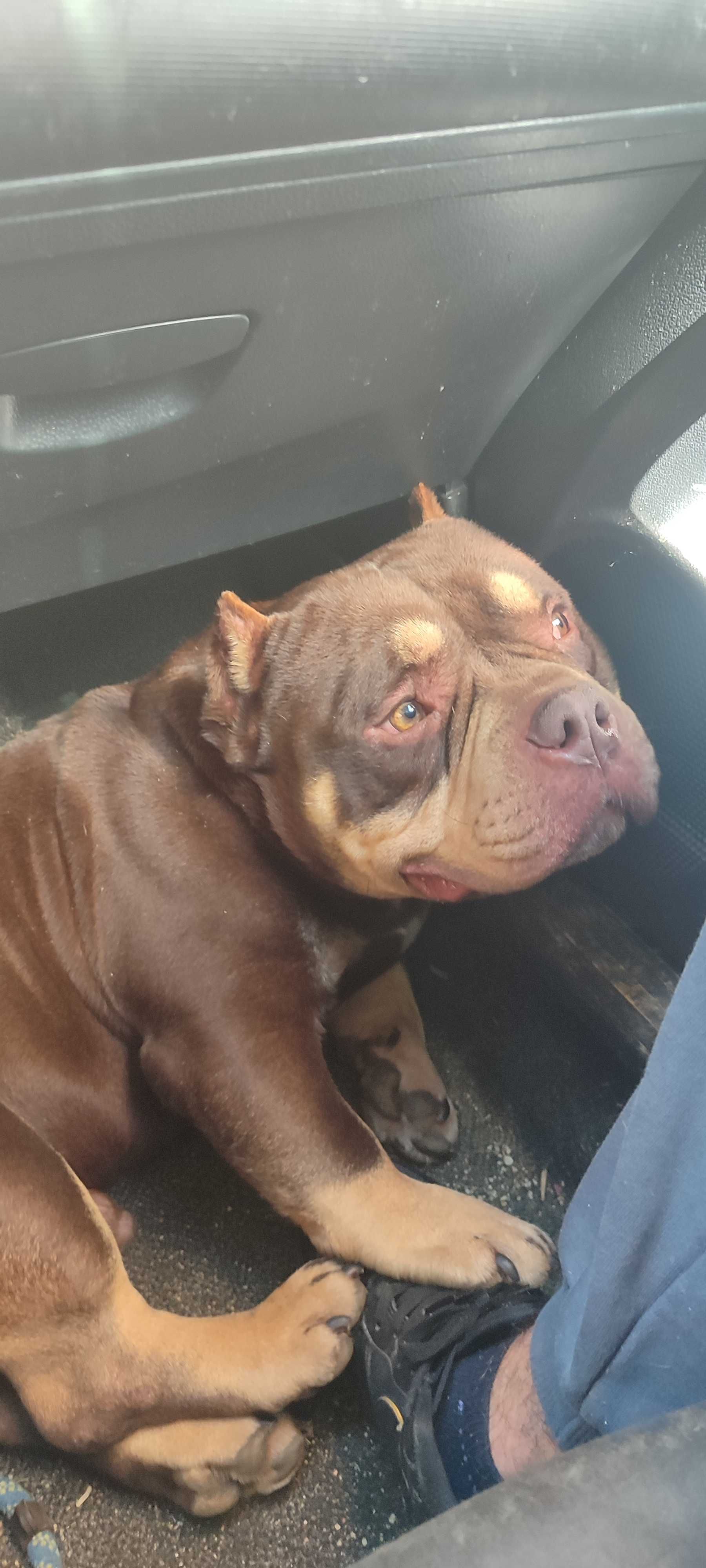 American bully acasalamento