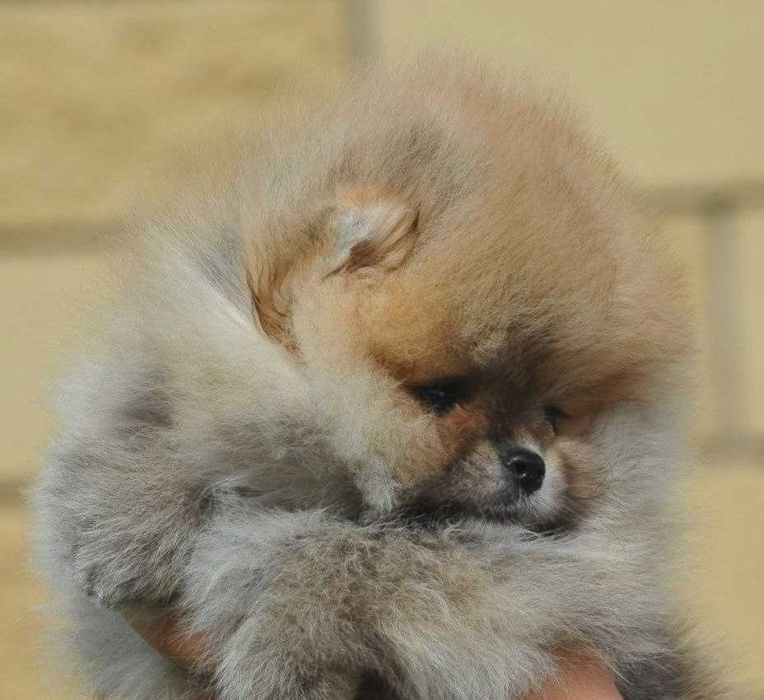 Люксовые щенки померанского шпица мишки курносые плюшевые