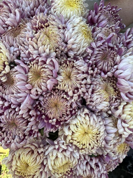 Хризантема кущі сорт Bigudi