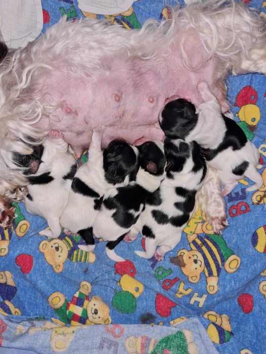 Yorkshire terrier biewer pieski