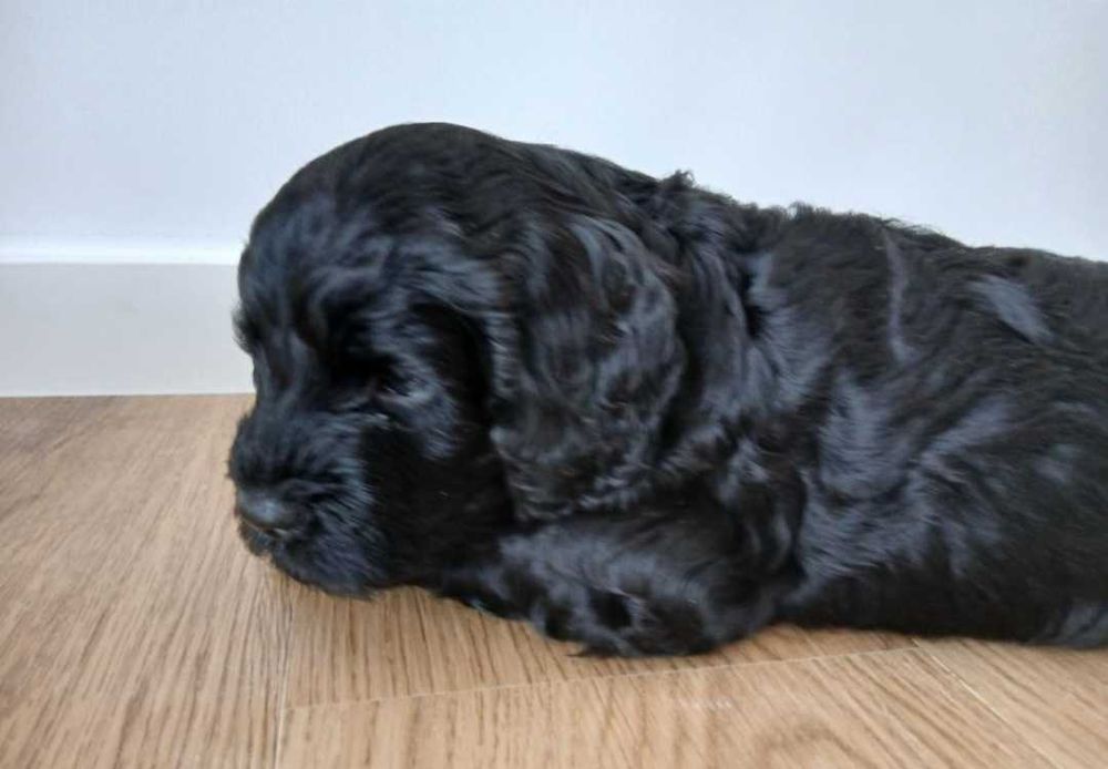 CÃO DE AGUA PORTUGUÊS