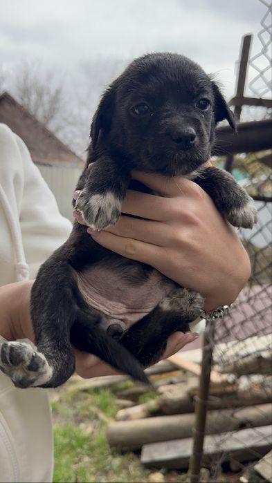 Цуценя лабрадор-дворняшка