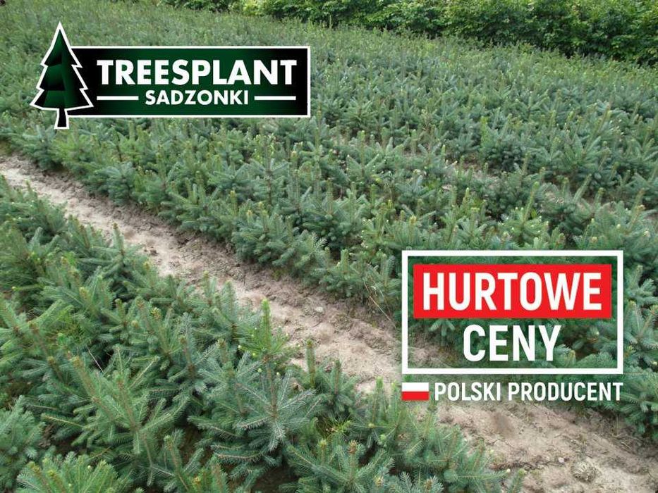 WROCŁAW Świerk Srebrny "Kaibab"2/1 Sadzonki Jodła kaukaska serbski HIT