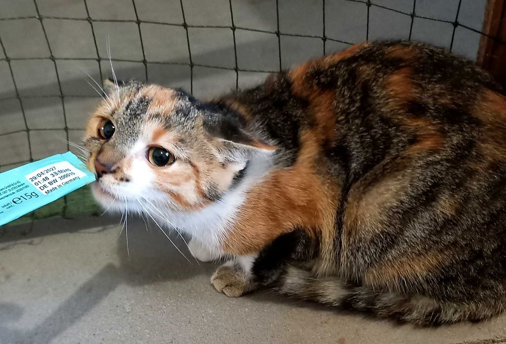 Tricolorka ok 4 miesięczna do adopcji kot kotka