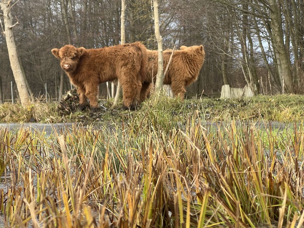 Szkockie jałówki oraz byczek Highland Cattle