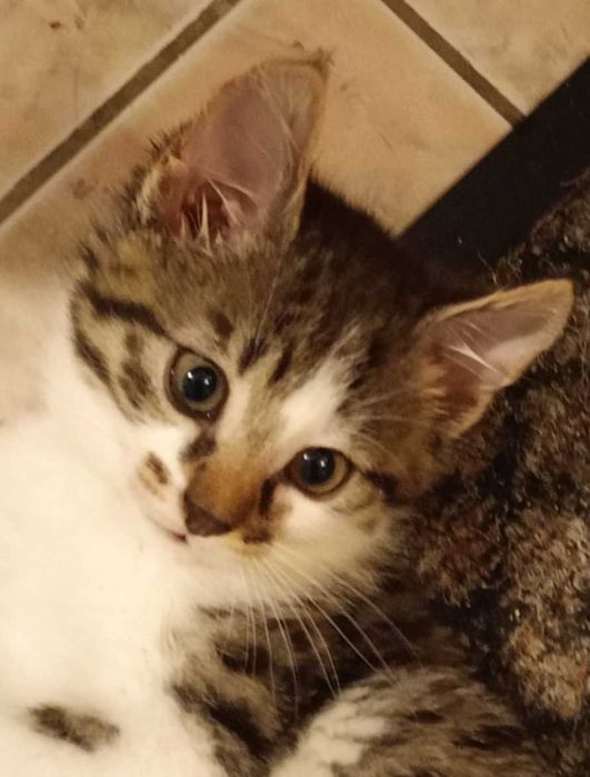 Сімба в пошуках сім'ї!