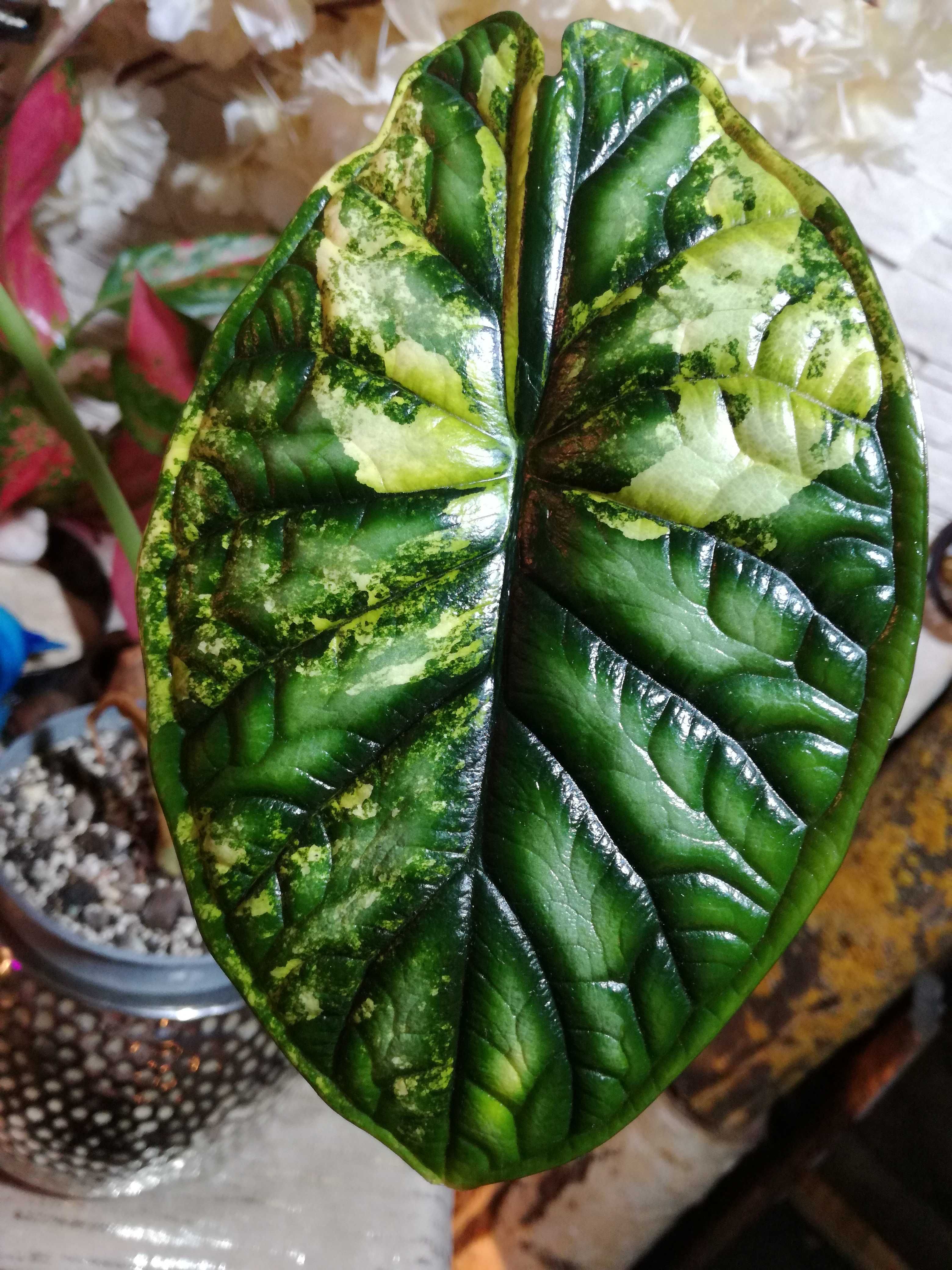 INTERNATION.110Euro Alocasia Baginda Gold Variegata alokazja phil bulb