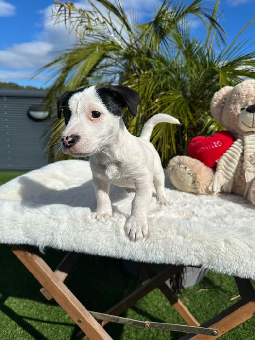 Jack Russell macho lindo