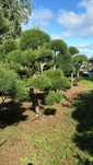Bonsai Pinus Nigra Czarna Sosna