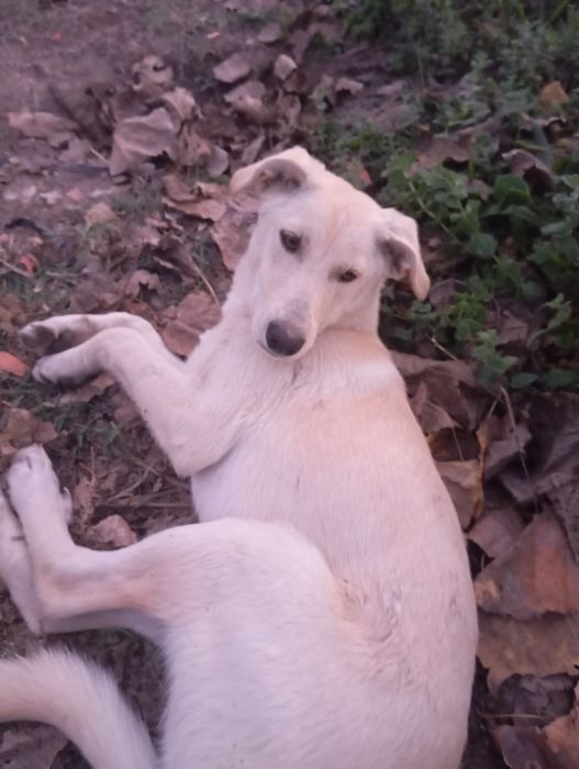 E cão de acompanhia