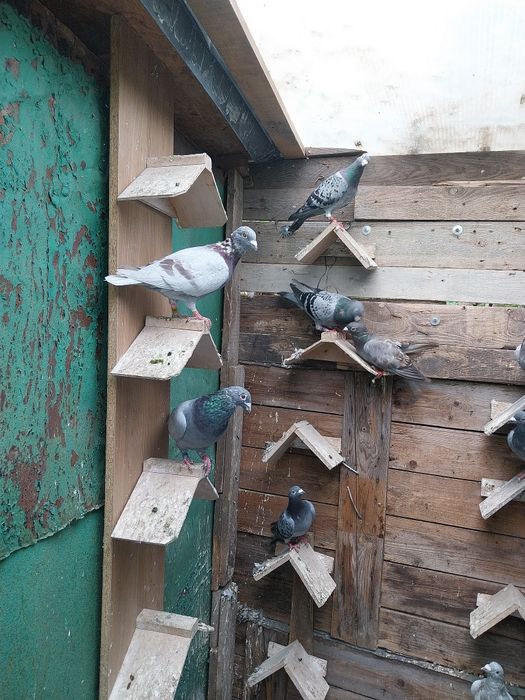 Golebie pocztowe z rozplodu