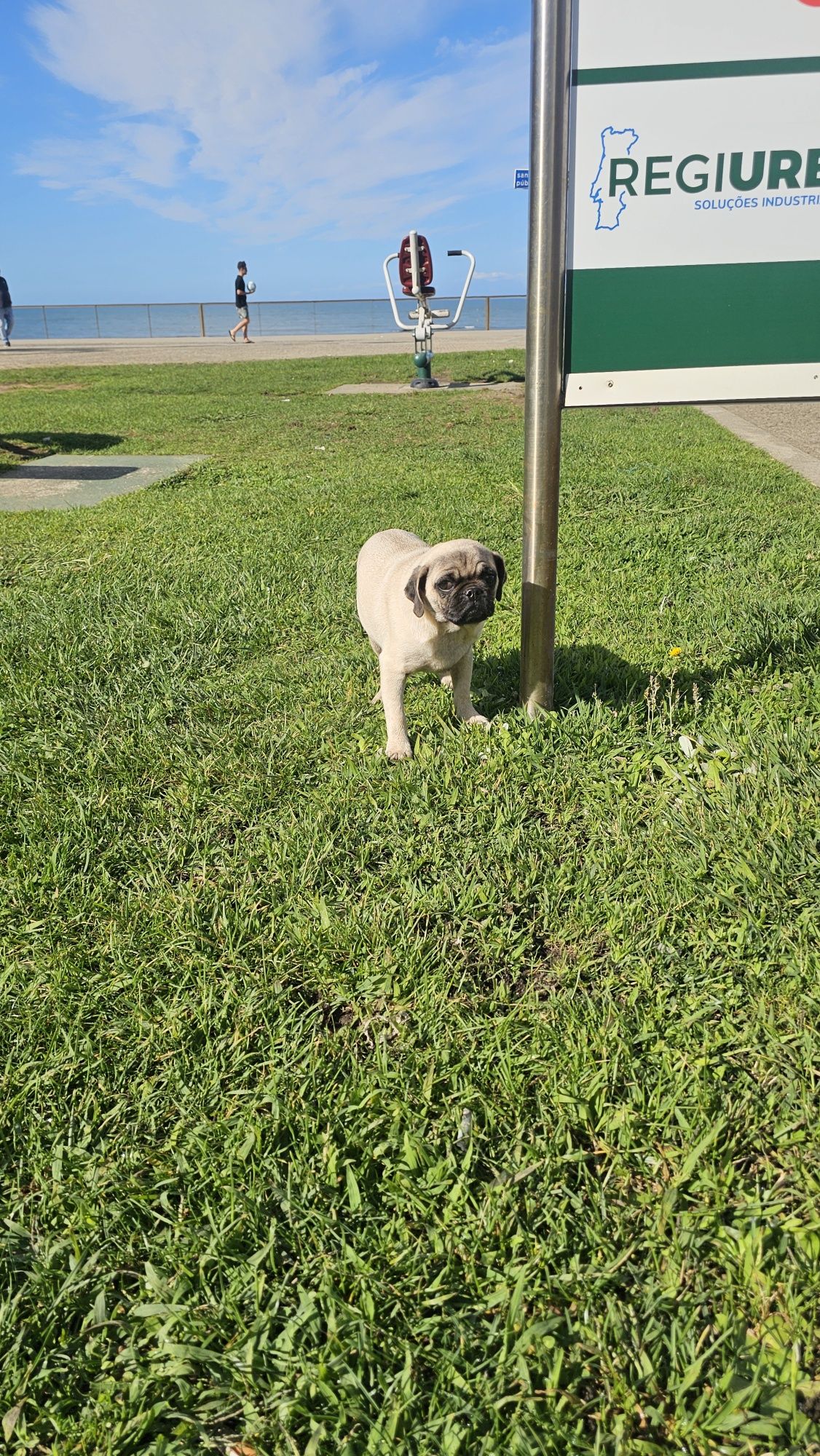 Pug Carlin Macho