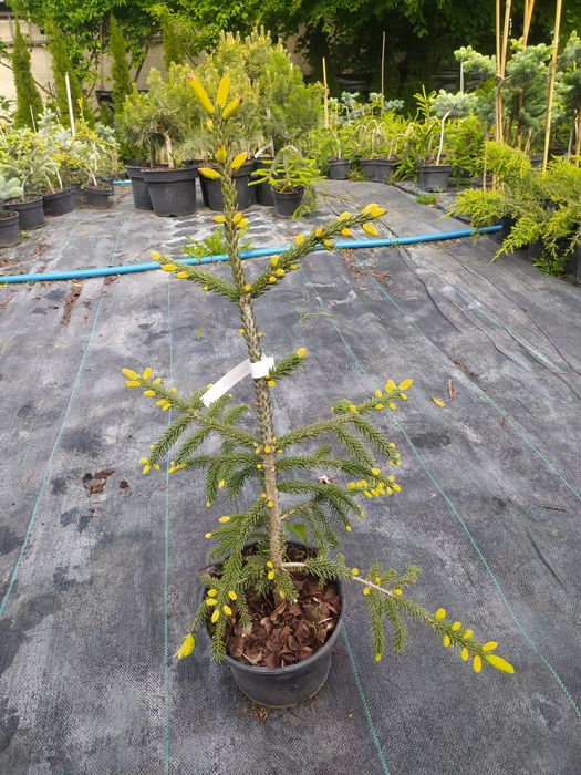 Ялина східна Aureospicata -600 грн