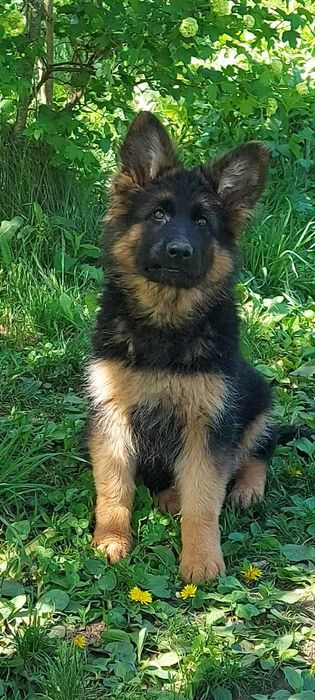 Єлітні цуценята німецької вівчарки.