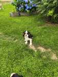 Sprzedam Cavalier king spaniel chłopiec juz do odbioru