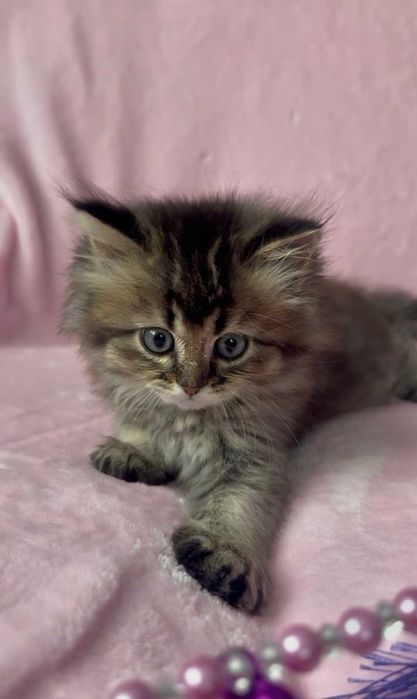 Кошеня - золота британська дівчинка