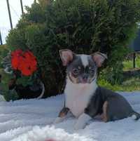 Zarezerwowana Chihuahua ** Misza ** blue tricolor