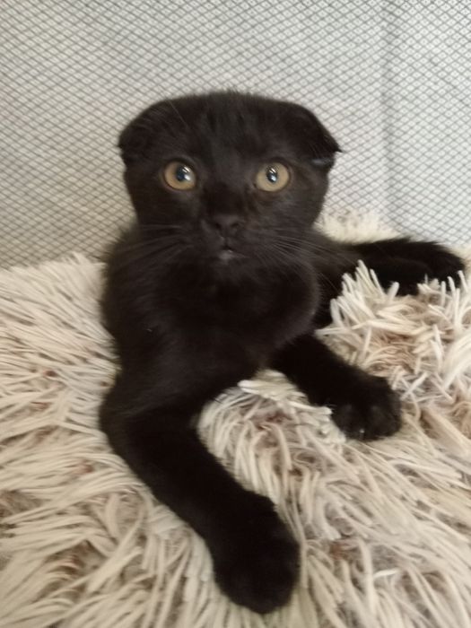 Котята,  кошенята в хорошие руки