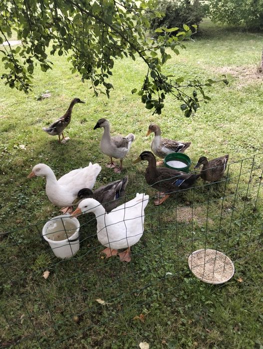 Kaczki, Gęsi, Ptaki ozdobne