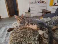 Uroczy srebrny kocurek Maine Coon czeka na Nowy Dom!