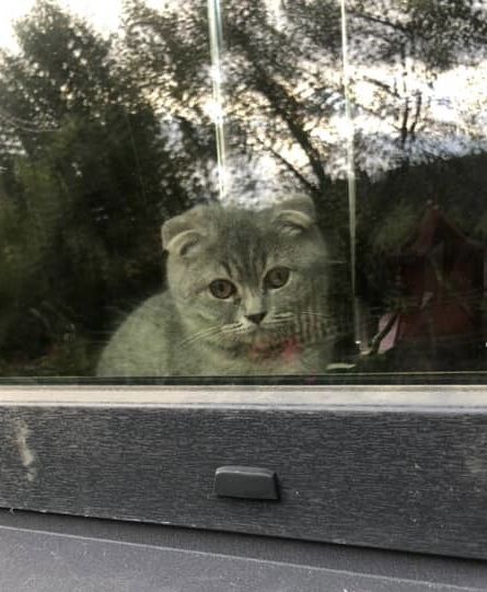 Висловухий котик