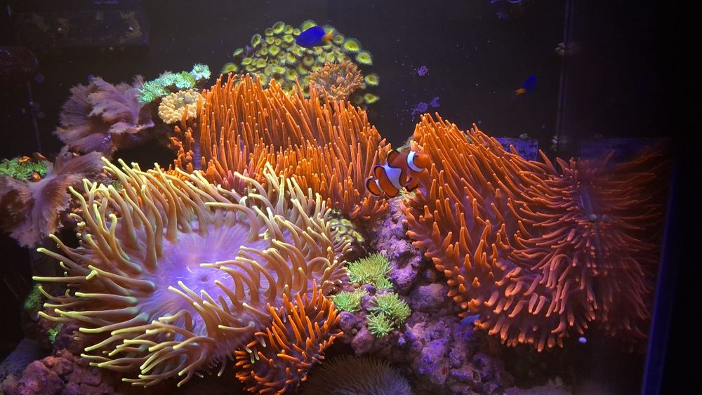 Akwarium morskie 65x60x50 komplet.