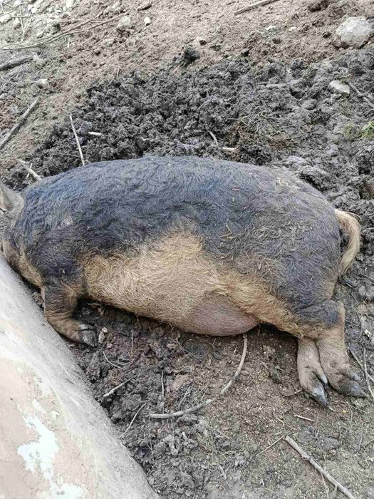 Продам кабанчика, свиню 90грн/кг