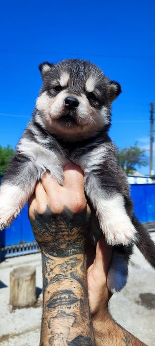 Дівчинка  та хлопчик  - продаж