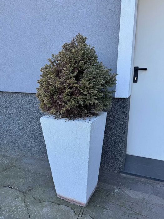 Solidne betonowe donice