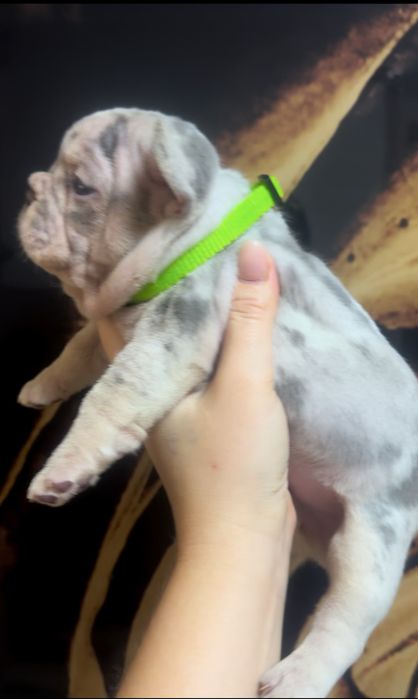 Шкураті, породні малюки французького бульдога