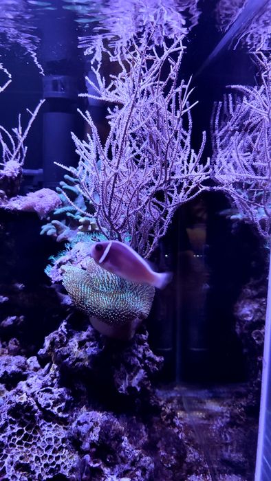 Akwarium morskie . Likwidacja . Całe życie. Koralowiec