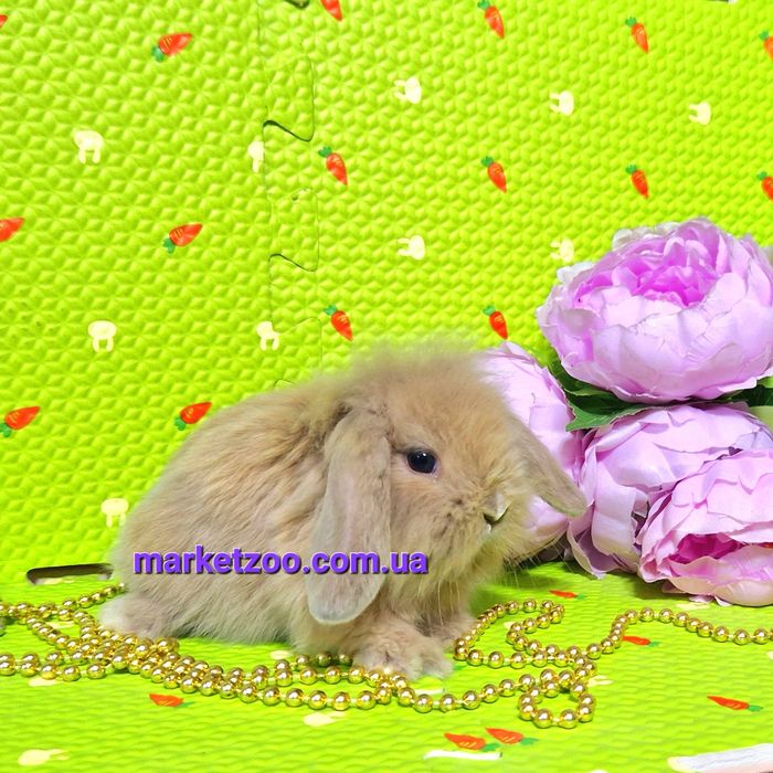Мини mini lop мiнi карликовые декоративные крольчата кролики