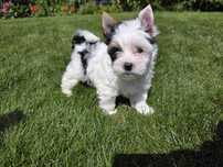 York Yorkshire Terrier Biewer suczka