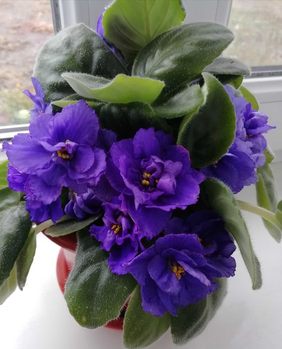 Кімната рослина Узамбарська фіалка