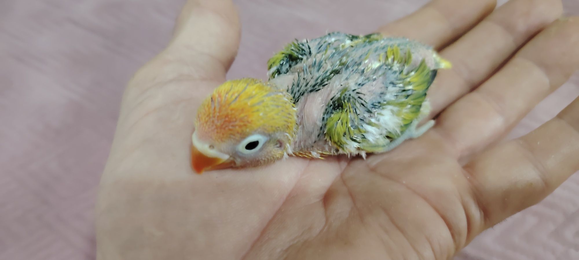 Agapórnis Fischer Opalino.