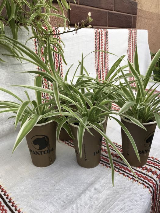 Хлорофітум, шикарні кущики