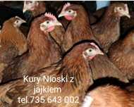 Kury Nioski w różnym wieku