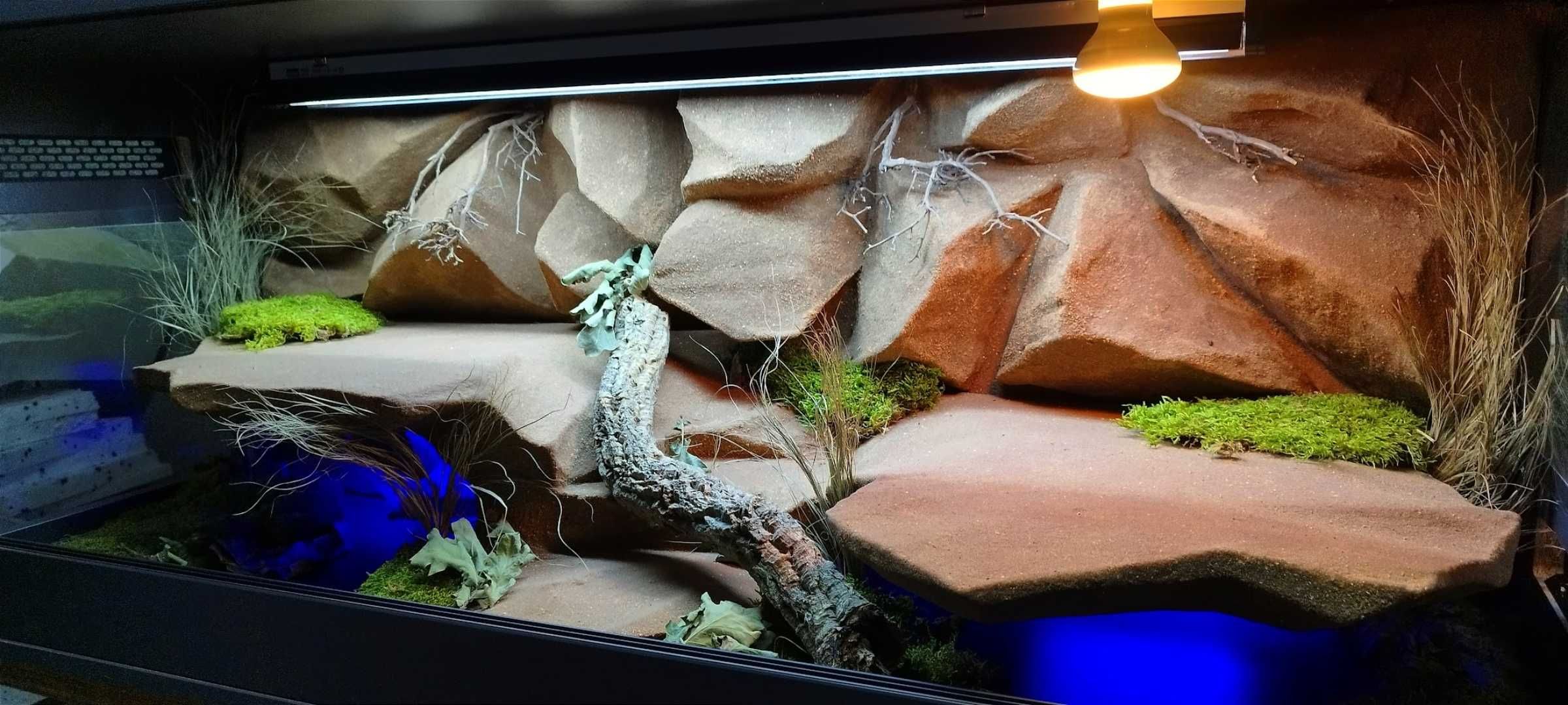 Terrarium pustynne dla agamy brodatej 120x60x60 ( Exotic Leszno )