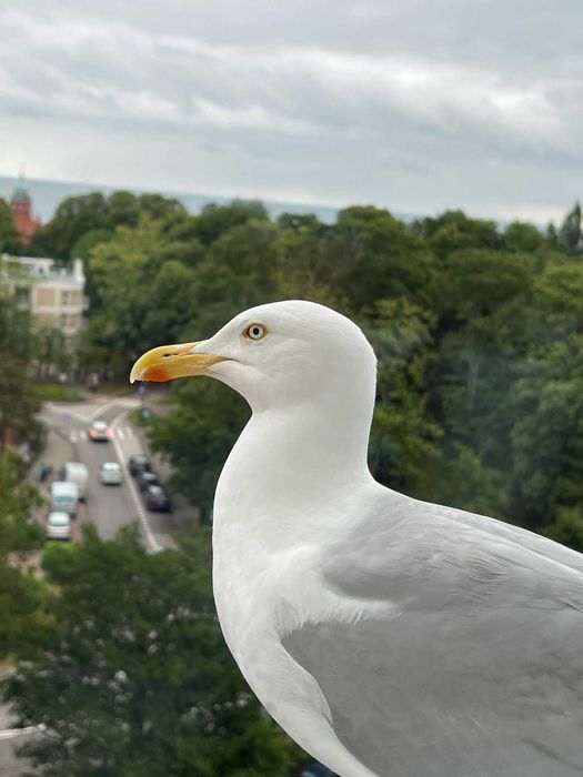Mieszkanie "8 PIĘTRO" z widokiem na morze